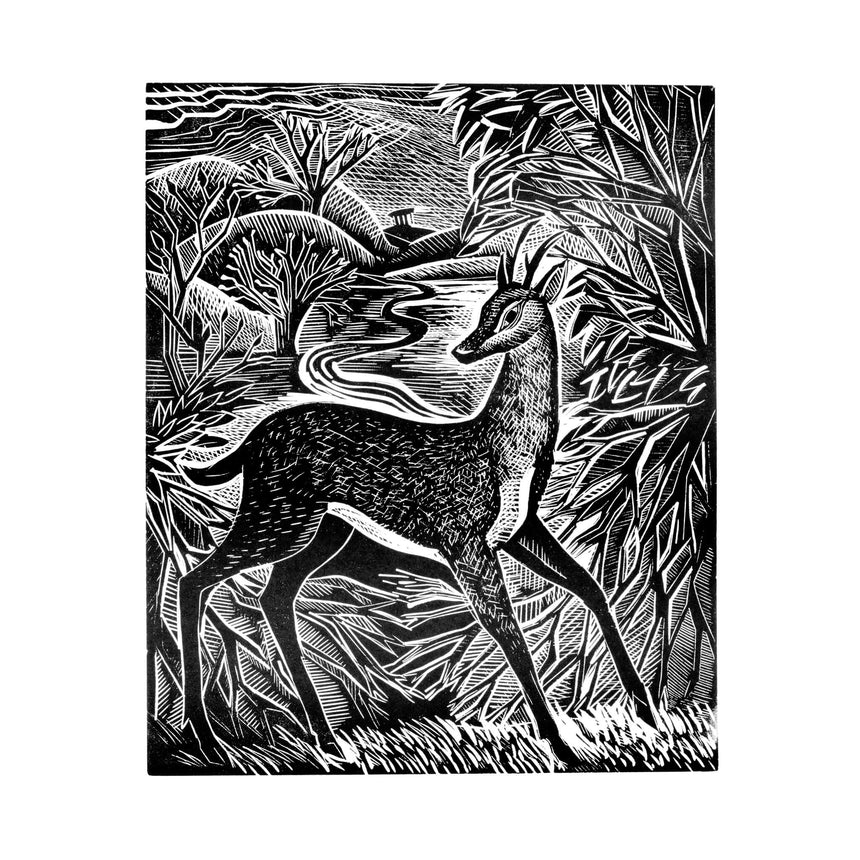 Morning Roe Deer (Black and White Edition)