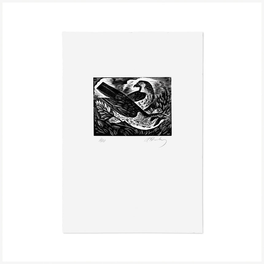 F is for Falcon, Wood Engraving by Angela Harding