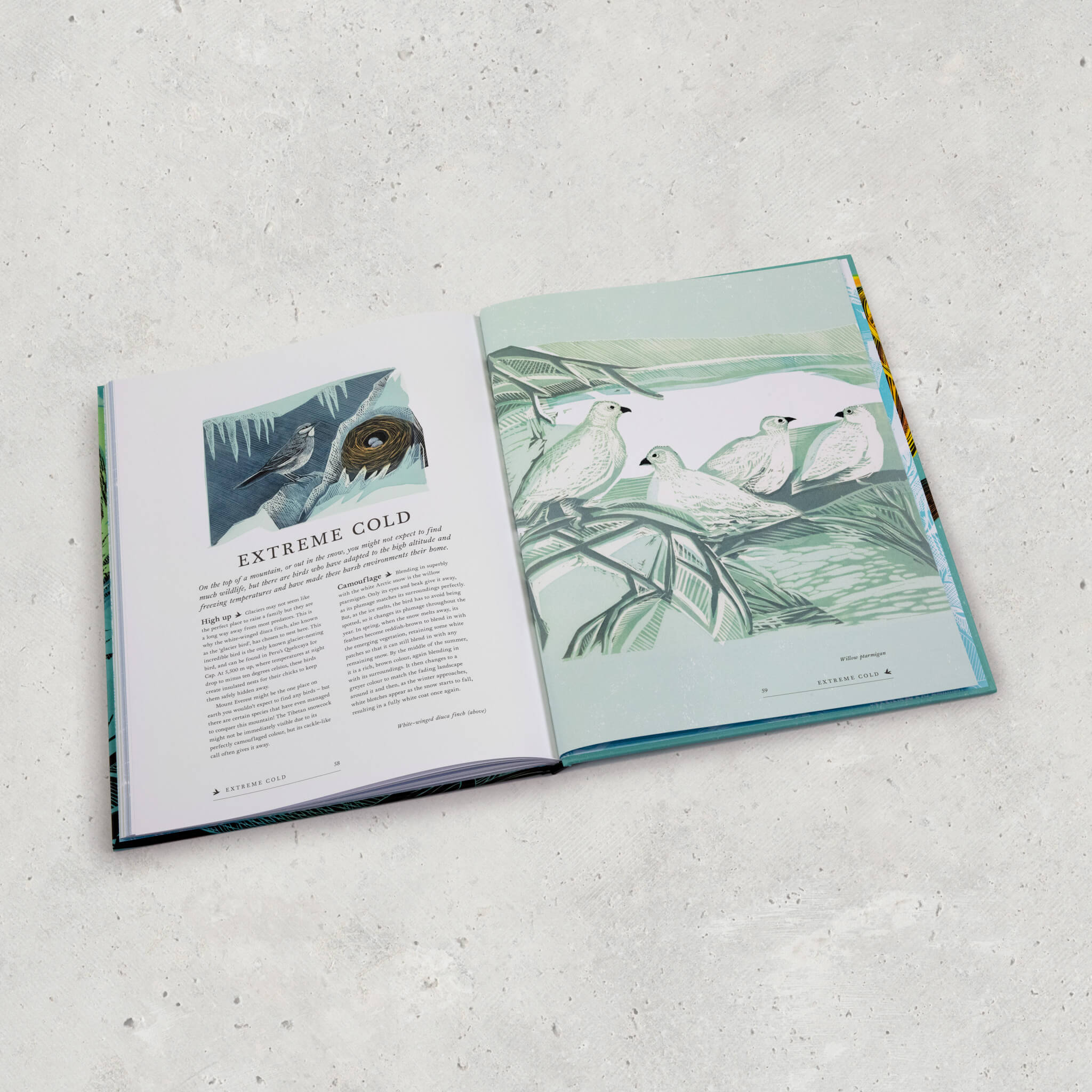 RSPB Birds Book