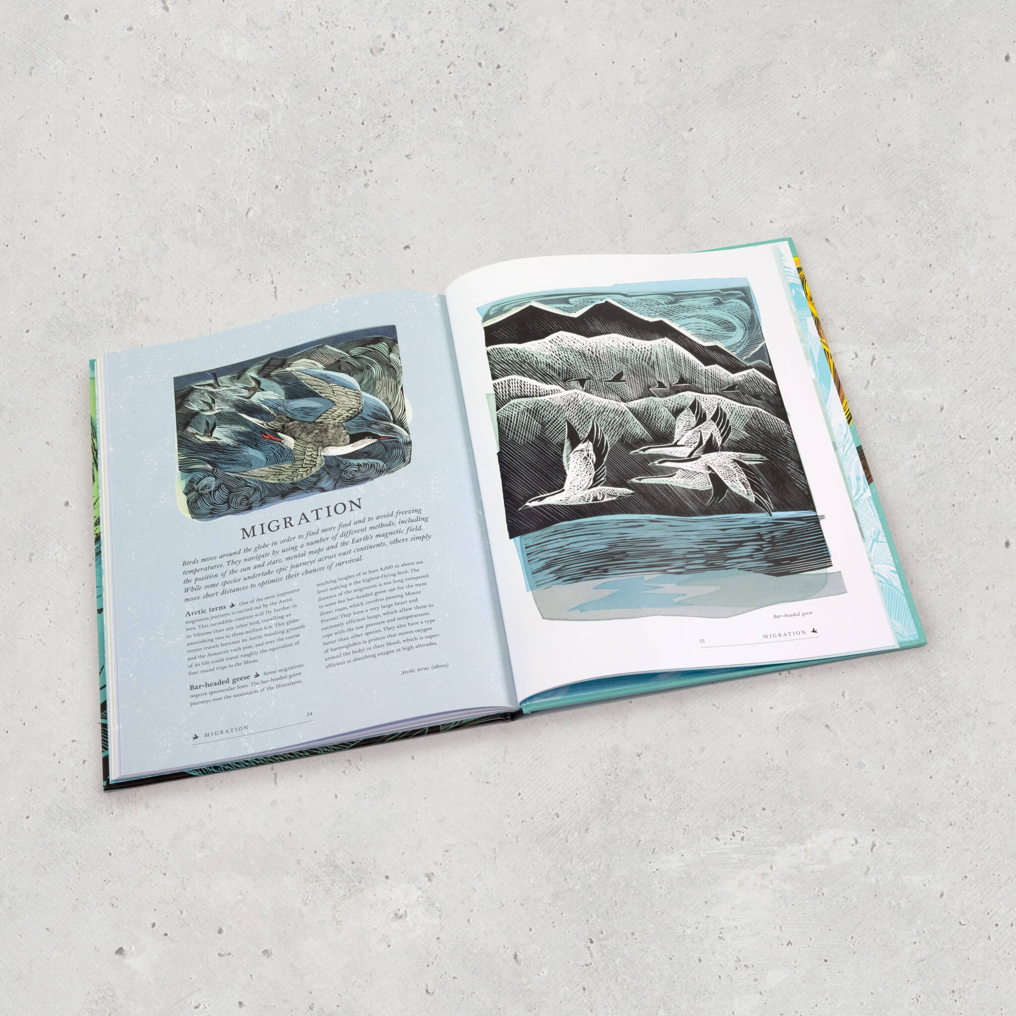 RSPB Birds Book