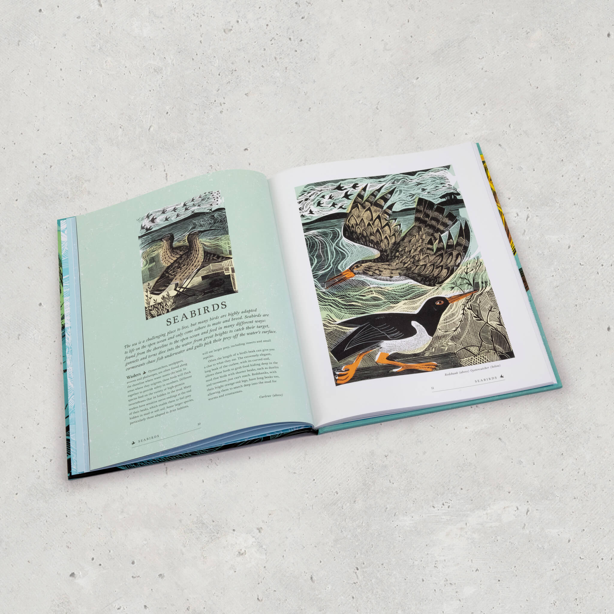 RSPB Birds Book
