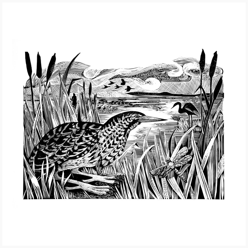 Bittern and Wetlands, Black and White Edition by Angela Harding