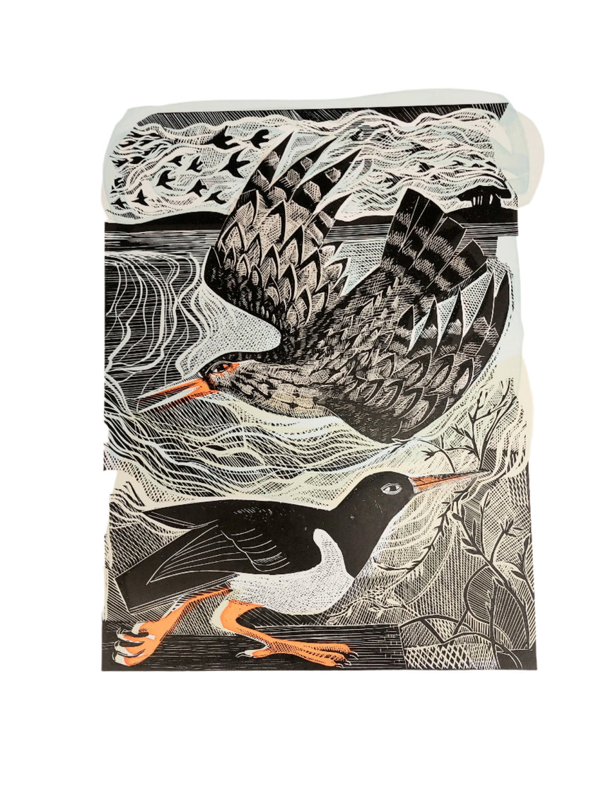 Redshank & Oystercatcher – Angela Harding