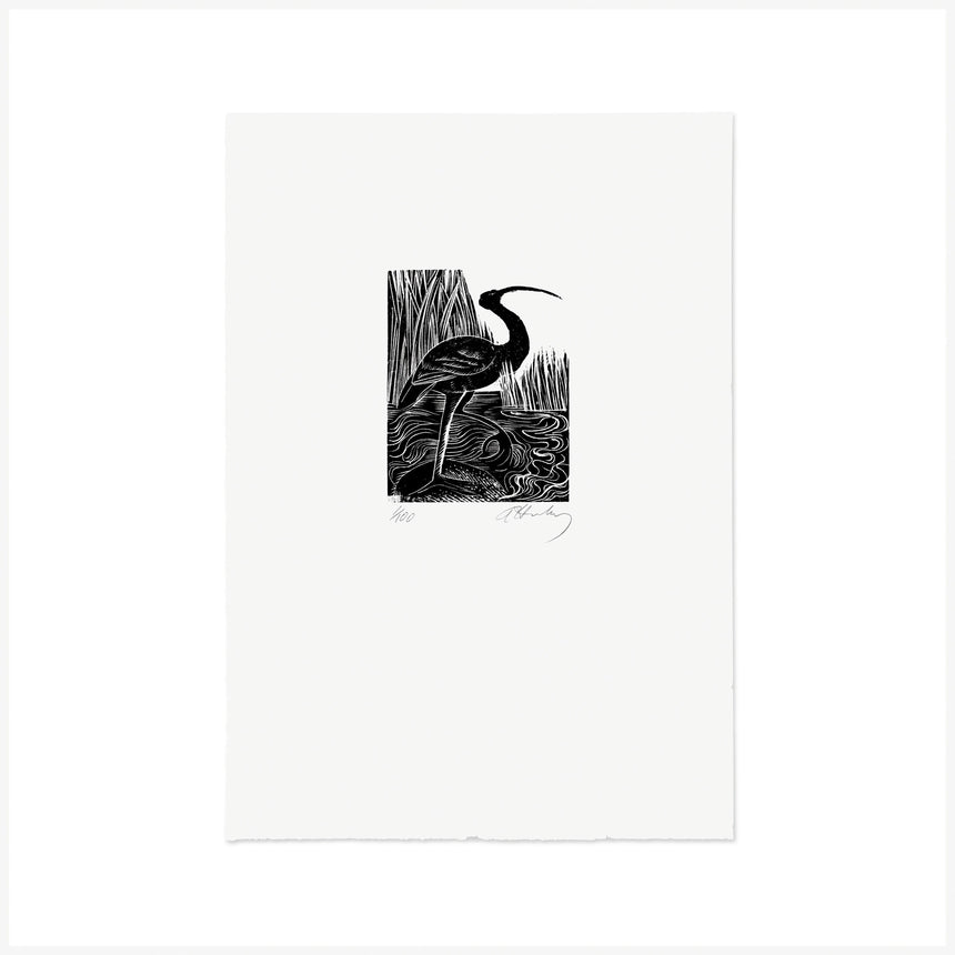 I is for Ibis, Wood Engraving by Angela Harding