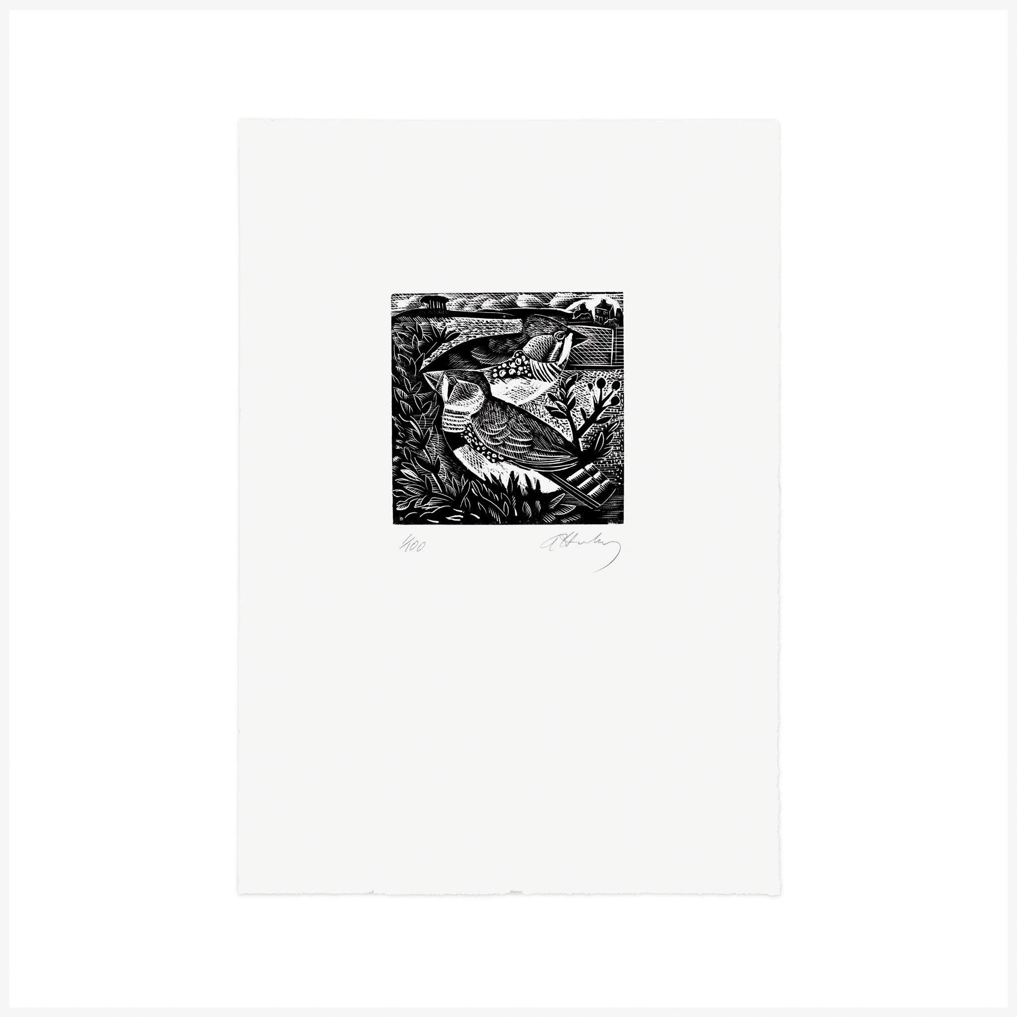 Z is for Zebra Finch, Wood Engraving by Angela Harding