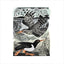 Redshank and Oystercatcher, Linocut Print by Angela Hardin